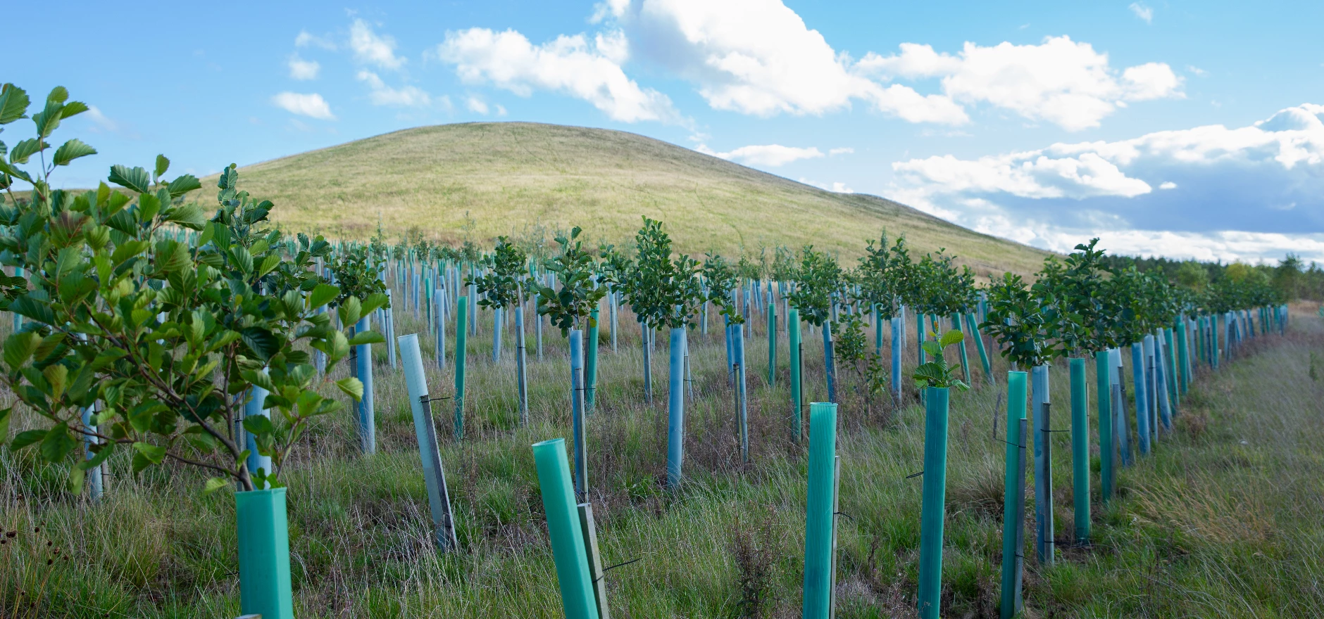 Atom bank woodland.jpg