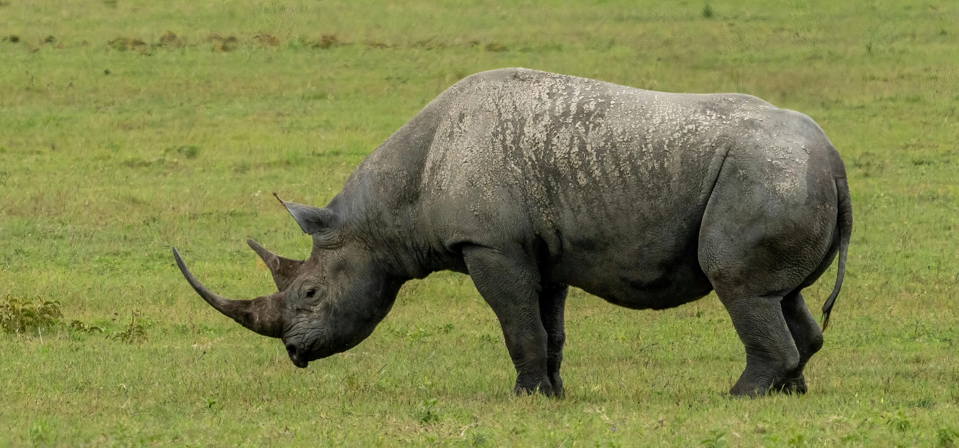 Black Rhino